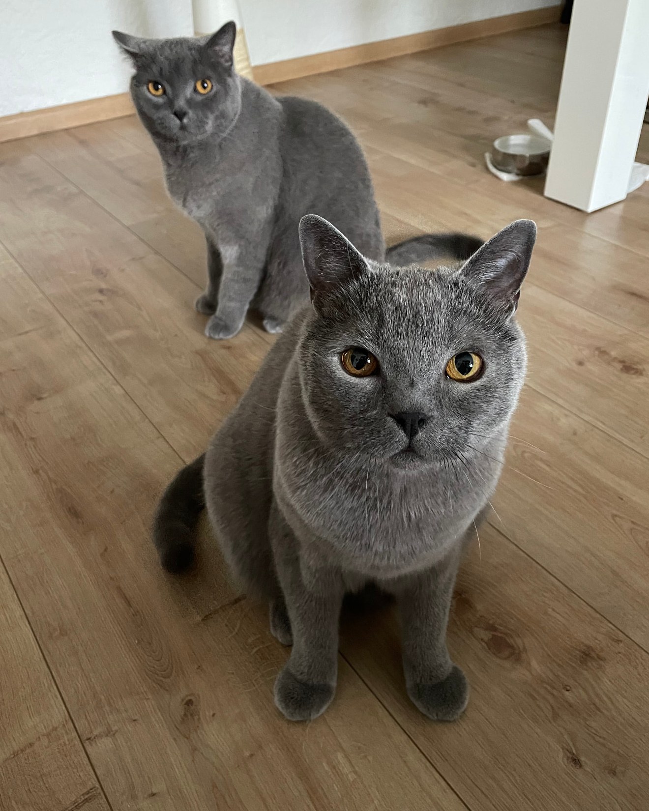 Zwei graue Britisch-Kurzhaar-Katzen sitzen auf einem Holzfußboden