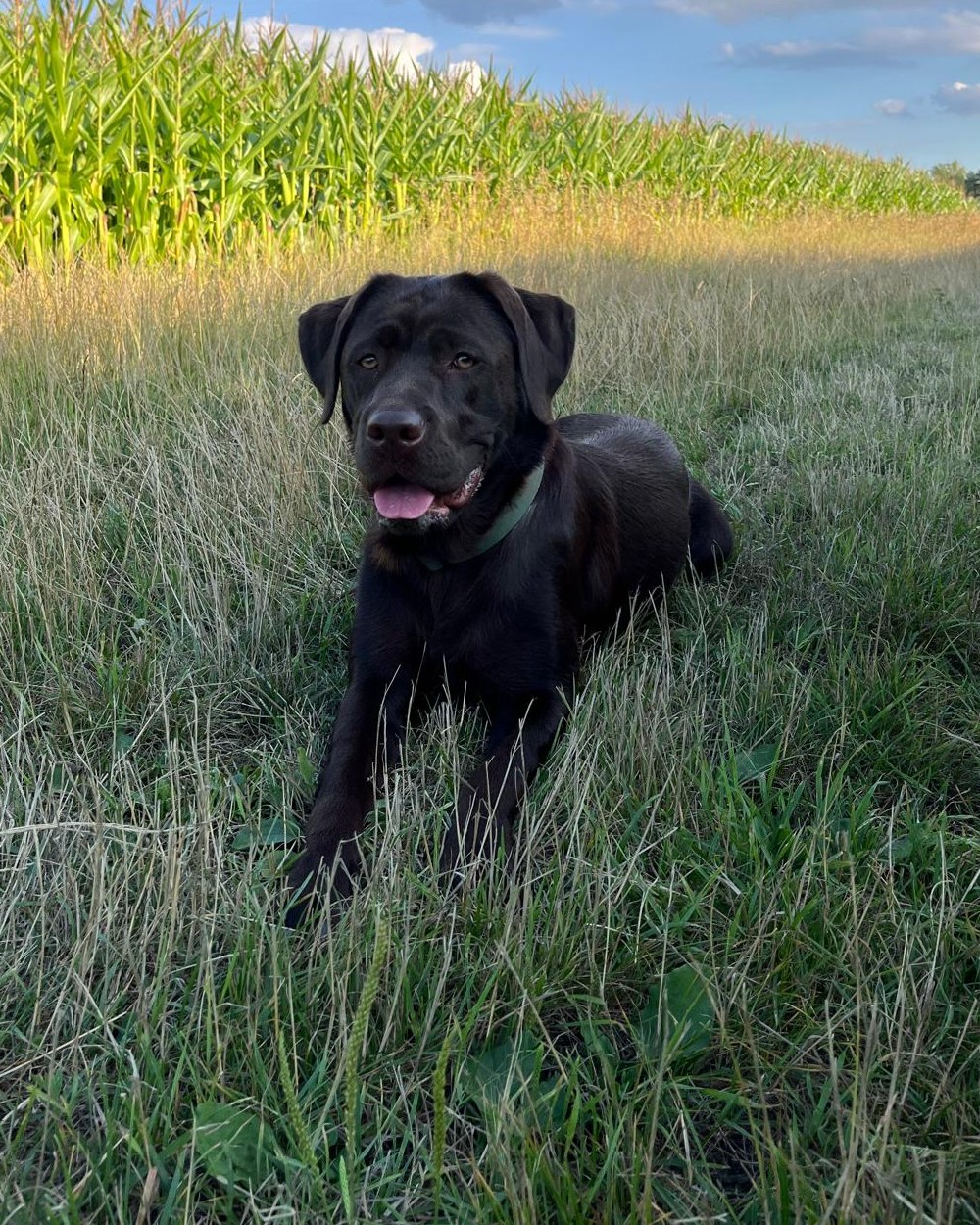 Ein brauner Labrador liegt in hohem Gras vor einem Maisfeld